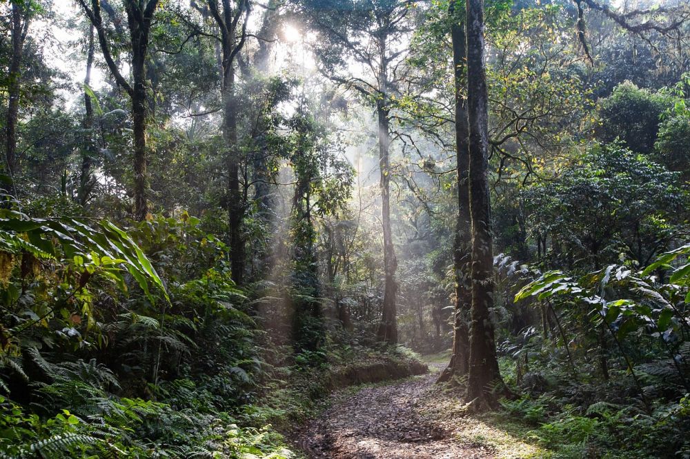 Vigtigheden af regnskoven: Jordens lunger og biodiversitetens vugge