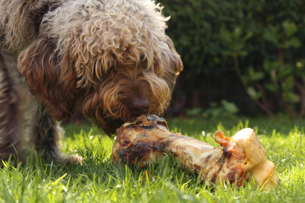 Kødben til hund: En vigtig del af din hunds sundhed